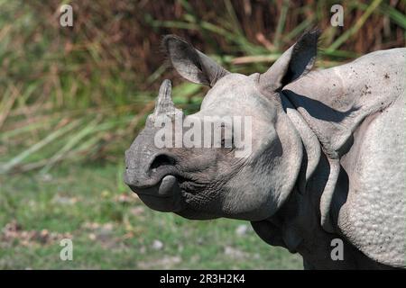 Indisches Nashorn (Rhinoceros unicornis), Erwachsene Frau, Nahaufnahme des Kopfes, Kaziranga N. P. Assam, Indien Stockfoto