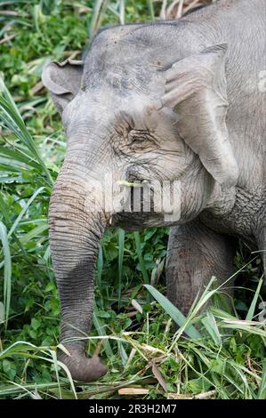 Borneo-Zwergenelefant, Borneo-Elefant, Borneo-Zwergenelefant, borneo-Zwergenelefant (Elephas maximus borneensis), Elefanten, Säugetiere, Tiere Stockfoto