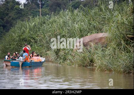 Borneo-Zwergenelefant, Borneo-Elefant, Borneo-Zwergenelefant, borneo-Zwergenelefant (Elephas maximus borneensis), Elefanten, Säugetiere, Tiere Stockfoto