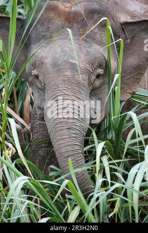 Borneo-Zwergenelefant, Borneo-Elefant, Borneo-Zwergenelefant, borneo-Zwergenelefant (Elephas maximus borneensis), Elefanten, Säugetiere, Tiere Stockfoto