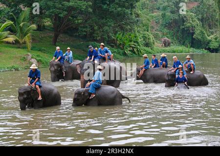 Asiatischer Elefant, indischer Elefant, asiatische Elefanten (Elephas maximus), indische Elefanten, Elefanten, Säugetiere, Tiere, Asiatische Elefanten, Erwachsene, Baden Stockfoto