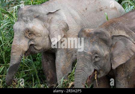 Borneo-Zwergenelefant, Borneo-Elefant, Borneo-Zwergenelefant, borneo-Zwergenelefant (Elephas maximus borneensis), Elefanten, Säugetiere, Tiere Stockfoto