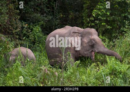 Borneo-Zwergenelefant, Borneo-Elefant, Borneo-Zwergenelefant, borneo-Zwergenelefant (Elephas maximus borneensis), Elefanten, Säugetiere, Tiere Stockfoto