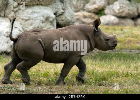 Schwarze Nashörner (Diceros bicornis), Huftiere, Nashörner, Nashörner, Säugetiere, Tiere, seltsame Huftiere, schwarzes Rhinoceros-Kalb, Rennen Stockfoto