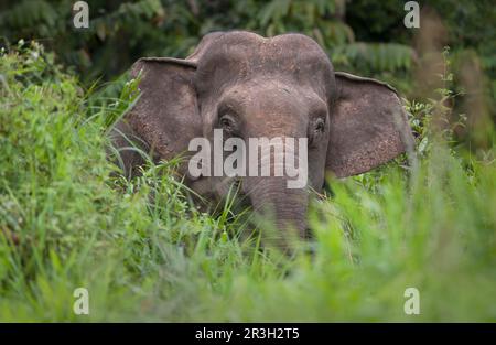 Borneo-Zwergenelefant, Borneo-Elefant, Borneo-Zwergenelefant, borneo-Zwergenelefant (Elephas maximus borneensis), Elefanten, Säugetiere, Tiere Stockfoto