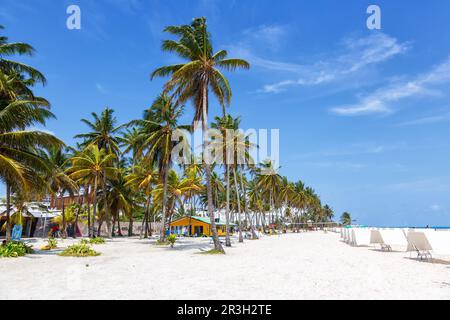 Beach Playa Spratt Bight Urlaub Urlaub mit Palmen am Meer auf San Andres Island in Kolumbien Stockfoto