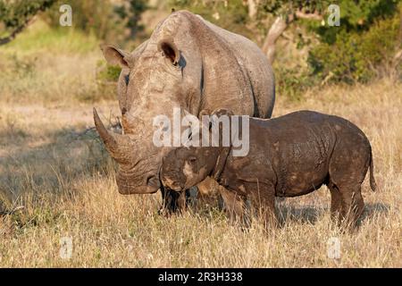Weiße Nashörner, weiße Nashörner (Ceratotherium simum), Weiße Nashörner, Weiße Nashörner, Huftiere, Nashörner, Rhinozeros, Säugetiere Stockfoto