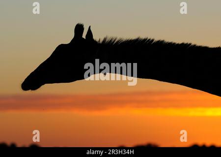 Südliche Giraffe (Giraffa camelopardalis giraffa), Erwachsene, Nahaufnahme von Kopf und Hals, Silhouette bei Sonnenaufgang, Ostkap, Südafrika Stockfoto