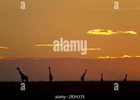 Masai-Giraffe (Giraffa camelopardalis tippelskirchi) fünf Erwachsene, in der Savanne bei Sonnenaufgang, Serengeti N. P. Tansania Stockfoto