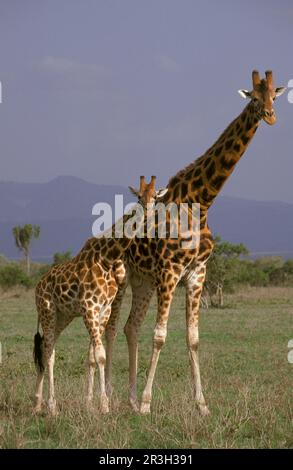 Rothschildgiraffe (Giraffa camelopardalis rothschildi), Erwachsene und junge, Nakuru-See (S), Kenia Stockfoto