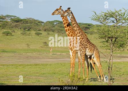 Masai-Giraffe (Giraffa camelopardalis tippelskirchi) zwei Erwachsene Männer, die Seite an Seite vor dem Kampf stehen, „Halssparring“ oder „Halssparring“ Stockfoto