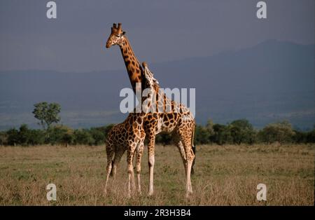 Rothschildgiraffe (Giraffa camelopardalis rothschildi), Nakuru-See, Kenia Stockfoto