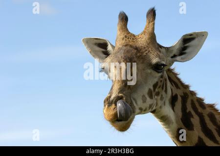 Masai-Giraffe (Giraffa camelopardalis tippelskirchi), Erwachsene, Nahaufnahme des Kopfes, leckende Nase, Masai Mara, Kenia Stockfoto