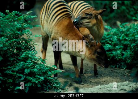 Zebraducker (Cephalophus zebra), Antilopen, Huftiere, Huftiere mit geraden Zehen, Säugetiere, Tiere, Zebra Duiker zwei, einer leckt den anderen, gefangen Stockfoto