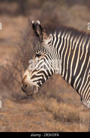 Großaufnahme des Kopfes von Grevy's zebra (Equus grevyi) Stockfoto
