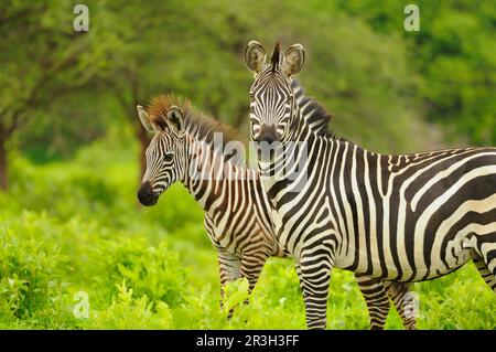 Gemeine Ebene Zebra (Equus quagga), Erwachsene Frau mit Fohlen, in Vegetation stehend, Ruaha N. P. Tansania Stockfoto