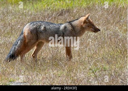 Colpeo-andenfuchs (Dusicyon culpaeus), ausgewachsen, im Gras stehend, Torres del Paine N. P. Südpatagonien, Chile Stockfoto