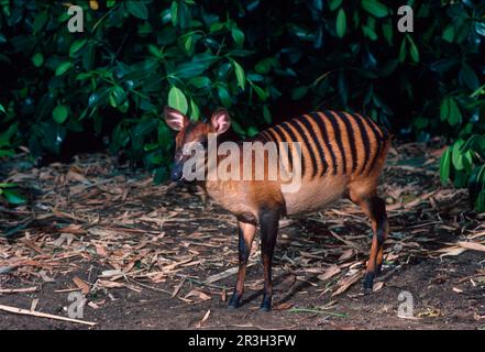 Zebraducker (Cephalophus zebra), Antilopen, Huftiere (Klauentiere), Säugetiere, Tiere, Zebra Duiker, Antilopen, Huftiere, Klauenhüter Stockfoto