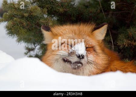 Amerikanischer Rotfuchs (Vulpes vulpes fulva), amerikanischer Rotfuchs, Fuchs, Füchse, Hunde, Fleischfresser, Säugetiere, Tiere, amerikanischer Rotfuchs, Erwachsene Stockfoto