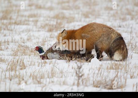 Amerikanische Rotfüchse (Vulpes vulpes fulva), amerikanische Rotfüchse, Füchse, Füchse, Hunde, Raubtiere, Säugetiere, Tiere, amerikanischer Rotfuchs Stockfoto