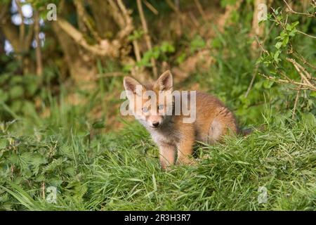 Jungtier des Europäischen Roten Fuchses (Vulpes vulpes), das in der Nähe von den Under Hedgerow sitzt, Oxfordshire, England, Vereinigtes Königreich Stockfoto