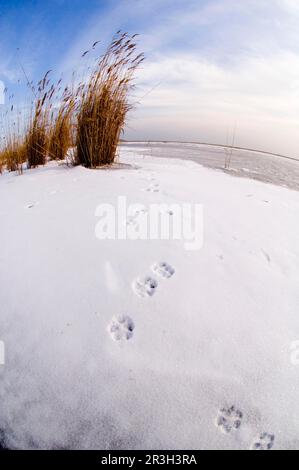 Rotfüchse, Rotfüchse, Füchse, Hunde, Raubtiere, Säugetiere, Tiere, Fußabdrücke des europäischen Rotfuchs (Vulpes vulpes), im Schnee auf dem gefrorenen See, See Stockfoto