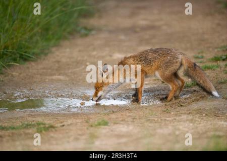 Rotfüchse, Rotfüchse, Füchse, Hunde, Raubtiere, Säugetiere, Tiere, Jungtiere des Europäischen Rotfuchs (Vulpes vulpes), trinken aus der Pfütze auf dem Bauernhof, danach Stockfoto