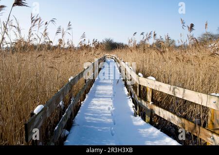 Fußabdrücke des europäischen Rotfuchs (Vulpes vulpes), an einer schneebedeckten Küste in Schilf-Habitat, Crossness Nature Reserve, Bexley, Kent, England, Februar Stockfoto