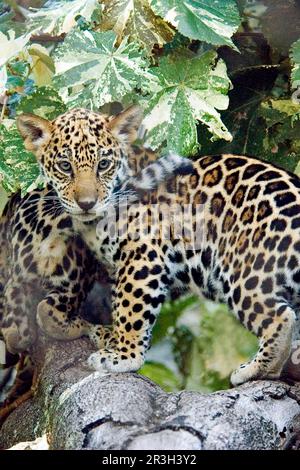 Jaguar, Jaguare (Panthera onca), gefährdete Arten, Großkatzen, Raubtiere, Säugetiere, Tiere, jaguar zwei Jungen, klettern Stockfoto