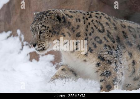 Schneeleopard (Panthera uncia), Erwachsener, wandert durch Schnee, in Gefangenschaft Stockfoto