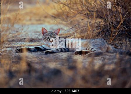 Falcon Cat, Falcon Cats Predators, Säugetiere, Tiere Wildkatze (Felis lybica) ausgestreckt am Boden, Head Up, Kalahari Gemsbok NP (S) Stockfoto