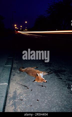 Rotfüchse, Rotfüchse (Vulpes vulpes), Rotfüchse, Füchse, Füchse, Eckzähne, Raubtiere, Säugetiere, Tiere, Räuber Red Fox, die auf der Straße liegen, Mit dem Auto getötet Stockfoto