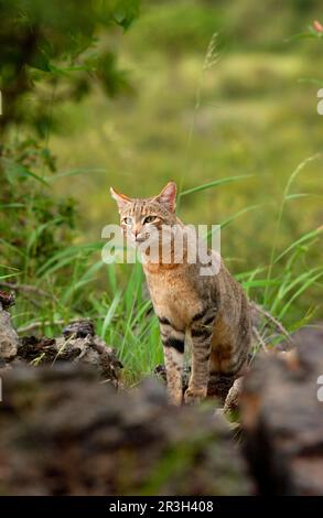 Afrikanische Wildkatzen (Felis silvestris lybica), Falkenkatze, Falkkatze, Raubkatzen, Raubkatzen, Säugetiere, Tiere Wildkatze Erwachsene, Etosha, Namibia Stockfoto