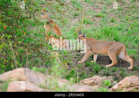 Caracal (Caracal Caracal) Erwachsenenpaar, am Rand der Büsche, Masai Mara, Kenia Stockfoto