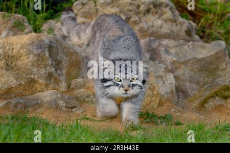 Pallas' Katze (Felis manul), Erwachsene wandelnde Katze, Sommerkittel Stockfoto