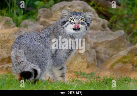 Pallas-Katze (Felis manul), Leck-Nase für Erwachsene, Sommerkittel Stockfoto