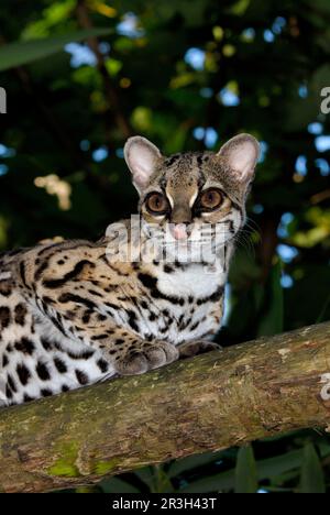 Langschwanzkatze, Margay, Bergozelot, Baumozelot, Margaies (Felis wiedii) Margays, Bergozelots, Baumozelots, Raubkatzen, Raubkatzen, Säugetiere Stockfoto