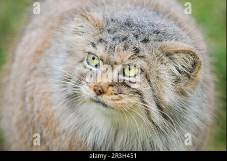 Pallas's Cat (Felis manul), Erwachsener, Wintermantel, Nahaufnahme des Kopfes, in Gefangenschaft Stockfoto