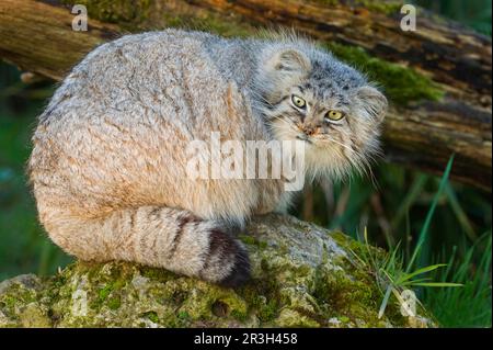 Pallas' Katze (Felis manul), Erwachsener, Wintermantel, ruht auf Felsen, in Gefangenschaft Stockfoto