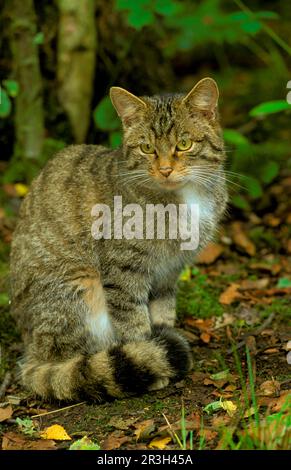 Schottische Wildkatze, schottische Wildkatze (Felis silvestris), Europäische Wildkatze, Europäische Wildkatze, Raubtiere, Säugetiere, Tiere, Eurasische Wildkatze Stockfoto