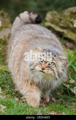 Pallas' Katze (Felis manul) ausgewachsen, Wintermantel, wandernd, in Gefangenschaft Stockfoto