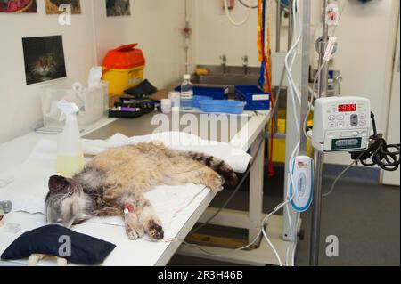 Pallas' (Otocolobus manul) Katze, ausgewachsener, in einer Tierarztanstalt, Port Lympne Wildlife Park, narkotisiert auf dem Tisch, unter Narkose Stockfoto