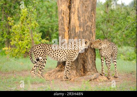 Cheetah (Acinonyx jubatus) zwei Erwachsene, duftende Baumstämme, Kwando Lagoon, Linyanti, Botsuana Stockfoto