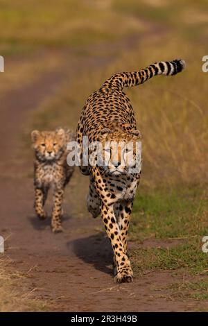 Cheetah (Acinonyx jubatus), weiblich und Junges, läuft auf der Rennstrecke, Masai Mara Game Reserve, Kenia Stockfoto