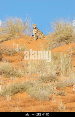 Cheetah (Acinonyx jubatus), Erwachsener, mit Funkhalsband, Erwärmung in der Morgensonne, Sitzen auf Sanddünen, Kalahari, Südafrika Stockfoto