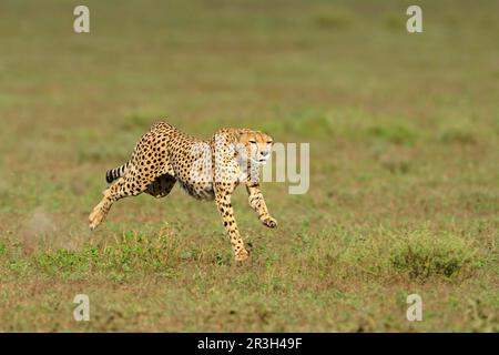 Gepard (Acinonyx jubatus), ausgewachsen, Rennen, Jagen im Grasland, Serengeti N. P. Tansania Stockfoto