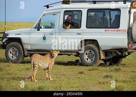 Cheetah (Acinonyx jubatus), Erwachsene Frau, mit Jungen, die im Schatten unter dem Safari-Fahrzeug liegen, mit Fotograf Serengeti N. P. Tansania Stockfoto