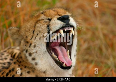 Cheetah (Acinonyx jubatus) Nahaufnahme eines gähnenden Mannes, Sabi Sand Game Reserve, Südafrika Stockfoto