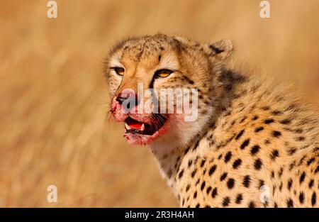Cheetah (Acinonyx jubatus) Nahaufnahme des Kopfes, Blut im Gesicht, Masai Mara, Kenia, Blut, Blutig, blutverschmiert Stockfoto