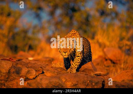 Afrikanische Leoparden (Panthera pardus), Raubtiere, Säugetiere, Tiere, Leoparden Okonjima (S), HK008694, Namibia Stockfoto